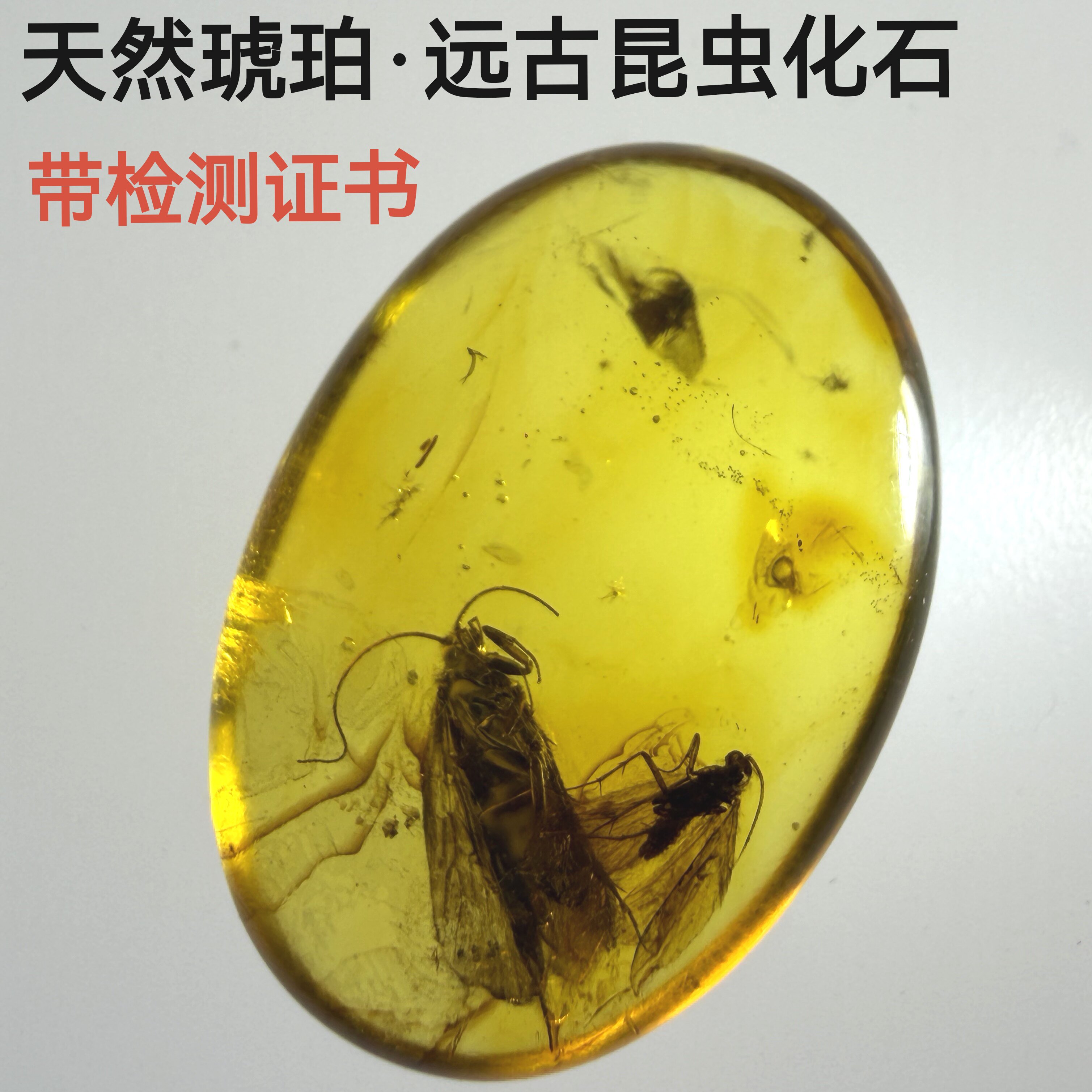 波罗的海远古动植物琥珀化石教学收藏虫珀蜘蛛蚊子附检测证书