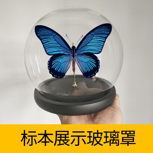 标本蝴蝶展示防尘玻璃罩