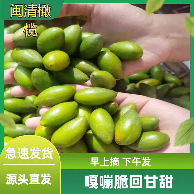 正宗闽清橄榄青橄榄生吃煲汤嘎蹦脆檀香水果2号