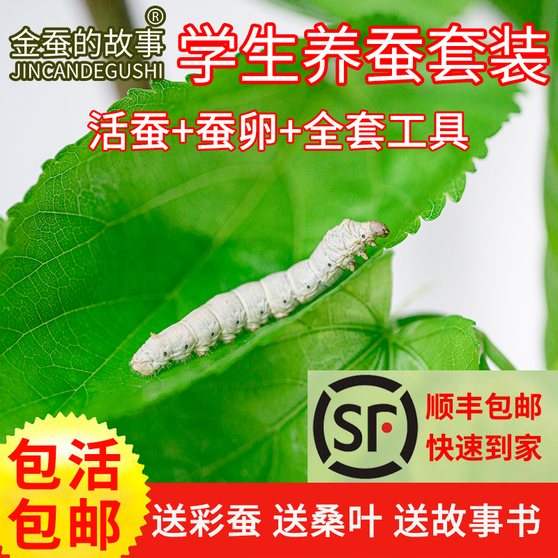 蚕宝宝蚕卵蚕卵活体金蚕的故事