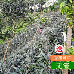 中山特产神湾菠萝新鲜水果10斤/箱产地直发香甜脆口多汁小菠萝