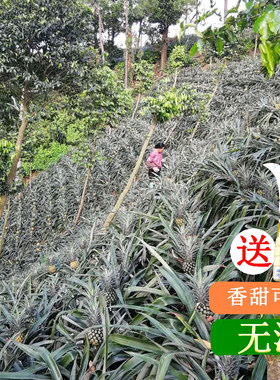 中山特产神湾菠萝新鲜水果10斤/箱产地直发香甜脆口多汁小菠萝