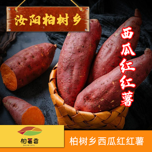 汝阳柏薯香红心红薯蜜薯糖心新鲜番薯农家地瓜农产品西瓜红5斤装