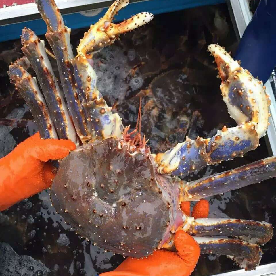 沙沫 鲜活帝王蟹 约3kg 皇帝蟹长脚蟹大螃蟹
