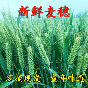 25年鲜麦穗长麦穗青稞穗烧烤青麦仁谷穗五谷杂粮麦粒青麦穗鲜稻穗