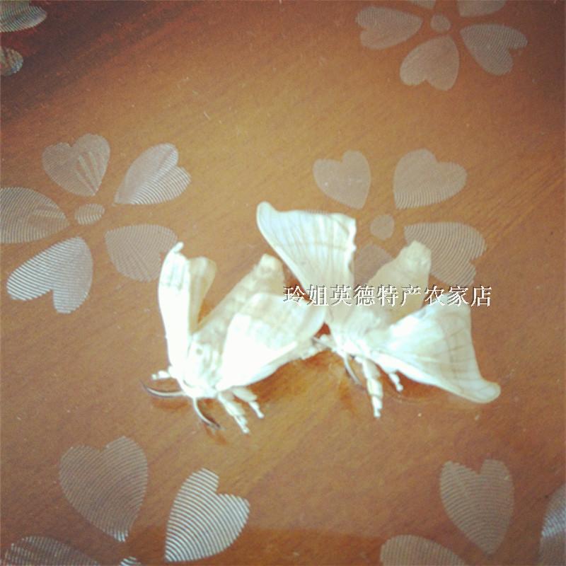 农家货英德雄蚕蛾无交配晚蚕蛾