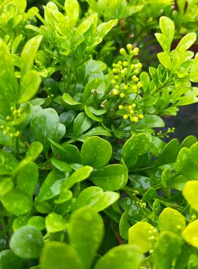 香水米仔兰花树苗四季常绿室内盆栽阳台观花植物香气浓郁盆景
