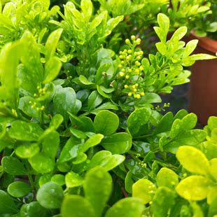 香水米仔兰花树苗四季常绿室内盆栽阳台观花植物香气浓郁盆景