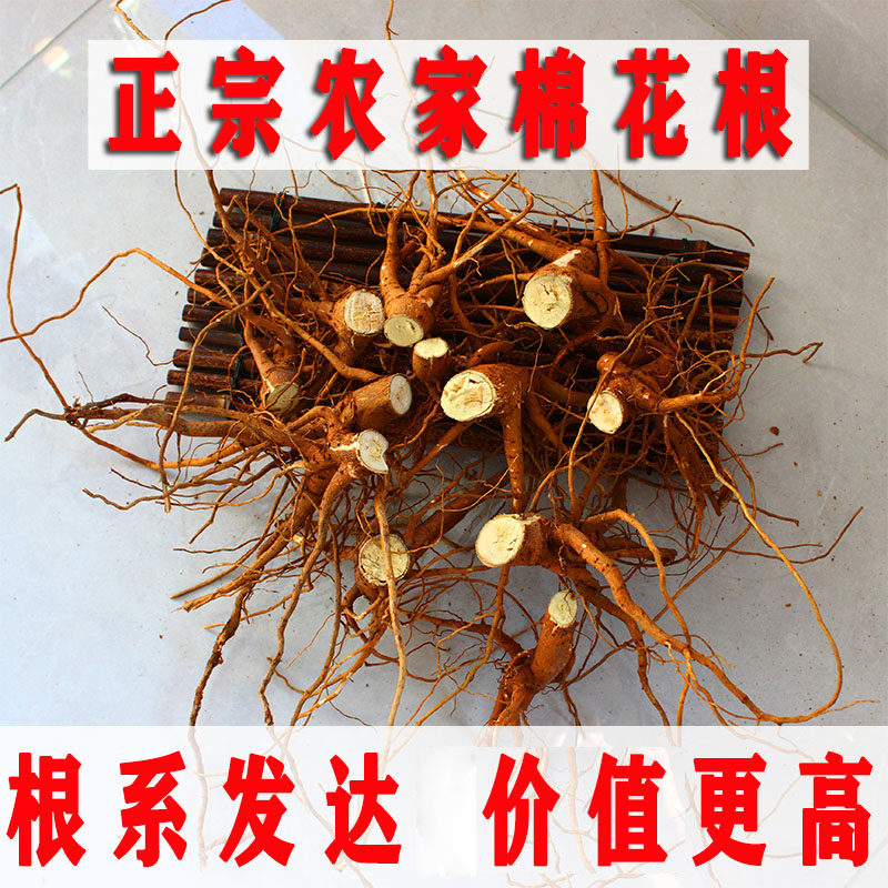 优质山东棉花根中药材500g农户直发自然晾干棉花根 整根发货包邮