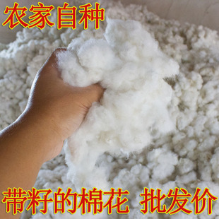 山东自种1斤装带籽的棉花结婚用 农家散装一级籽棉被子玩偶填充物