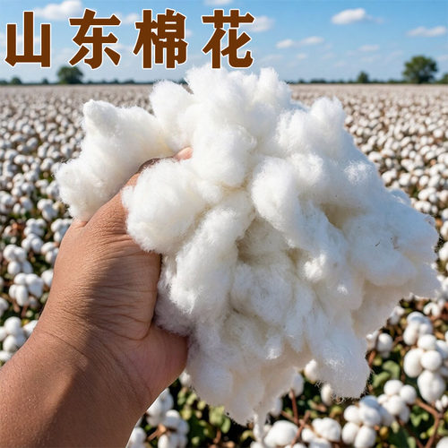山东自种1斤装带籽的棉花