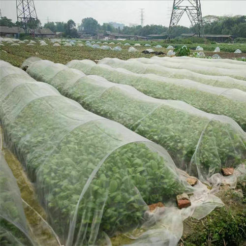 白色防虫网 尼龙网 有机蔬菜之物理防虫密度40目宽度2米和2.5米宽