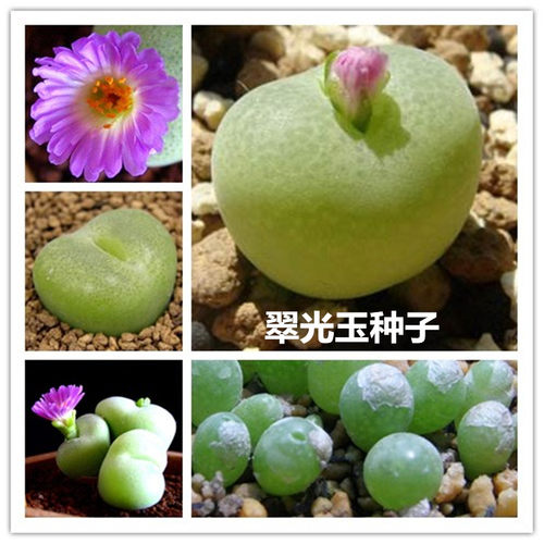 多肉植物种子播种价格 多肉植物种子播种图片 星期三