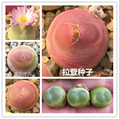 花卉多肉植物种子价格 花卉多肉植物种子图片 星期三