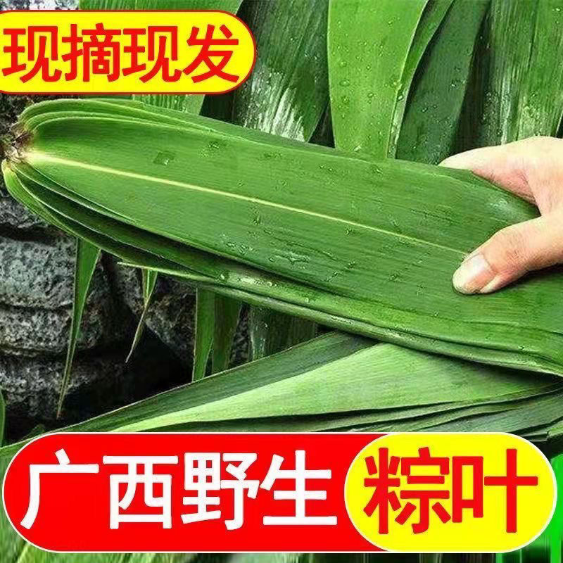 新鲜现摘棕子叶 广西芦苇叶粽叶 端午包粽子米粽木叶芒叶