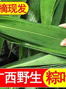 新鲜现摘棕子叶 广西芦苇叶粽叶 端午包粽子米粽木叶芒叶