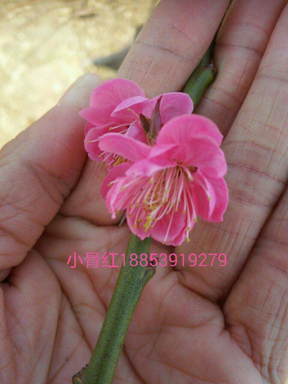 曹王黄香梅花,小花骨里红(铁骨红梅花)盆栽苗