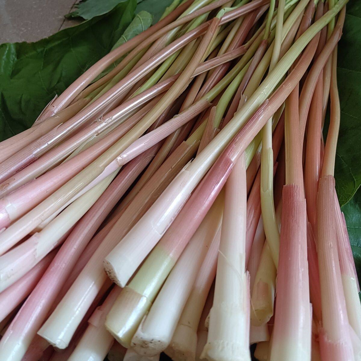 【坏果包赔】金平本地山毛野菜云南新鲜野辣姜杆现剥现发云南特产