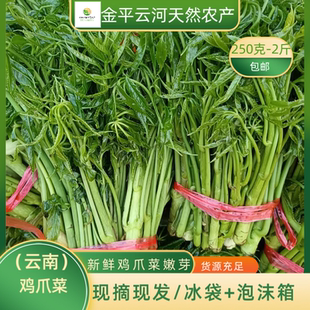 刷把火镰菜云南特产新鲜鸡脚菜野菜凉拌火锅料食用农产品直销500g