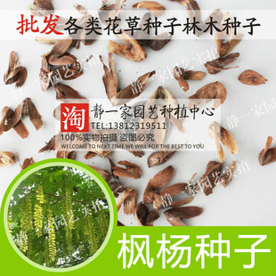 枫杨种子白杨大叶柳大叶头杨树水麻柳枰柳树蜈蚣柳枫杨树种子批发