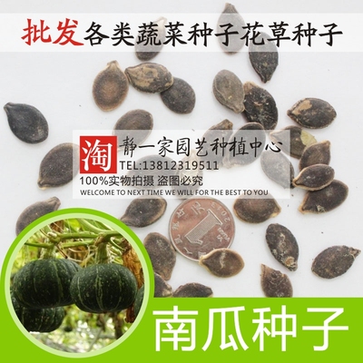 南瓜种子番瓜饭瓜番南瓜倭瓜北瓜种子超甜蜜本蔬菜四季播种子包邮