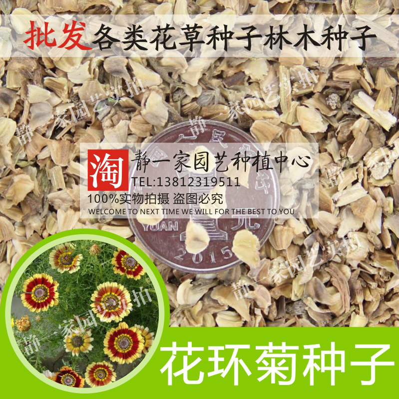 花环菊种子混色四季室内阳台盆栽植物花草观赏花卉种籽花种子包邮