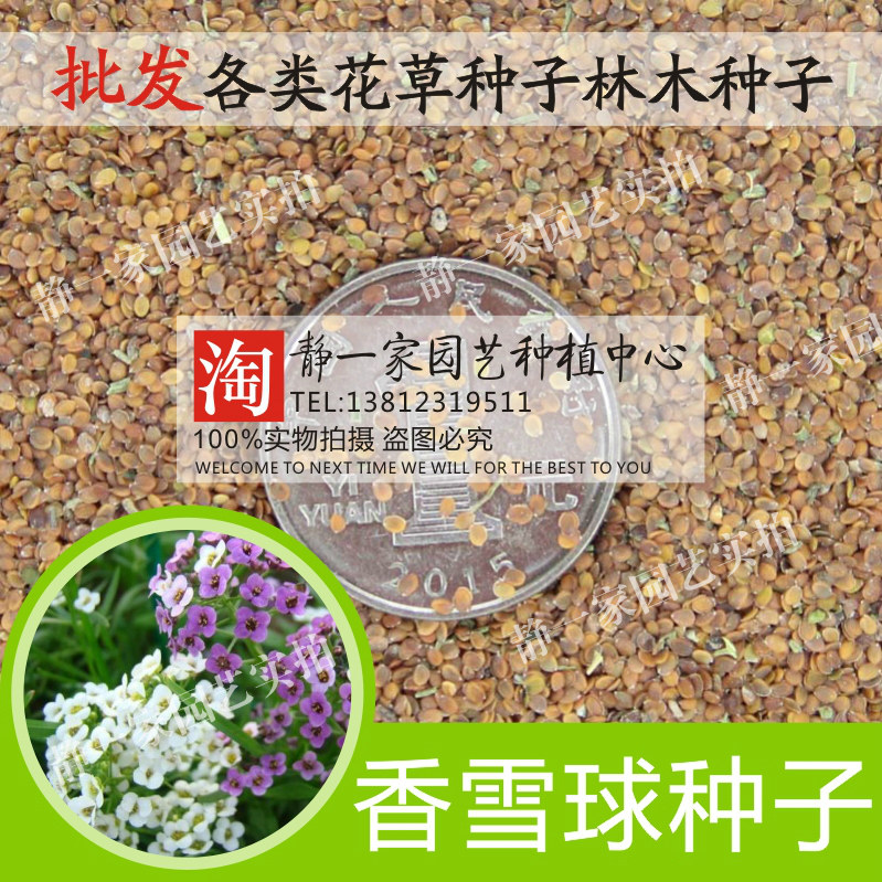 香雪球种子 四季播种 春播花种子 室内阳台盆栽易种 植物花籽花海