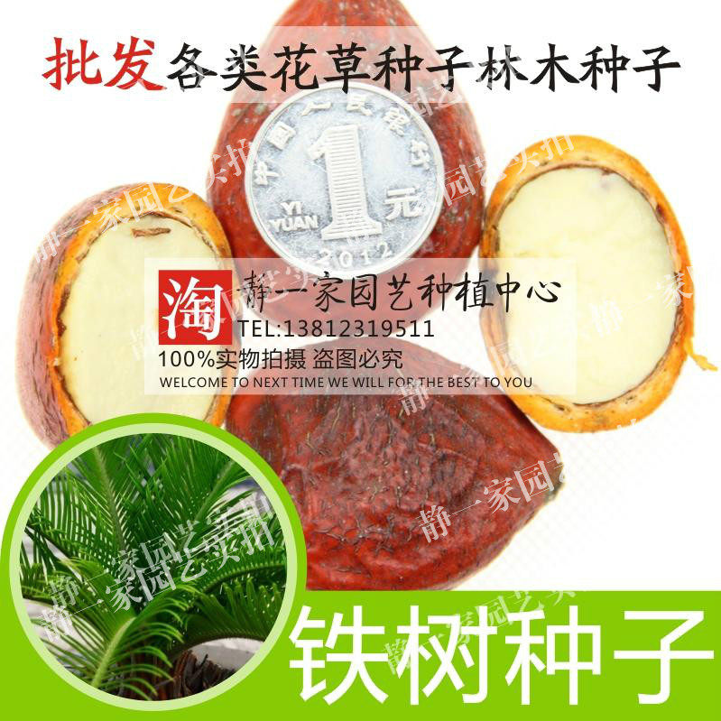 铁树种子 凤尾蕉 避火蕉 凤尾松 金果 番蕉种子包邮林木种子