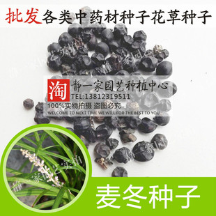 麦冬草种子批发 玉龙草种子 金边麦冬草籽 日本矮麦冬草种子草坪