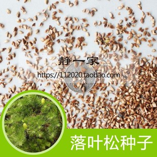 新采落叶松种子批发  耐寒林木 树种 日本落叶松 落叶松 绿化树种
