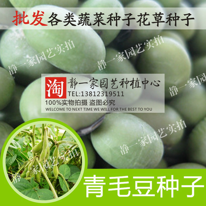农家黄豆早熟高产四季蔬菜种子图片