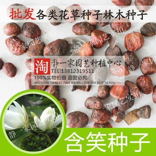 乐昌含笑种子批发 深山含笑种子 广东含笑白玉兰景烈含笑林木树种