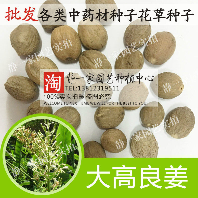 散装大高良姜种子 红豆蔻肉果玉果大良姜 山姜可作调味品 肉豆蔻