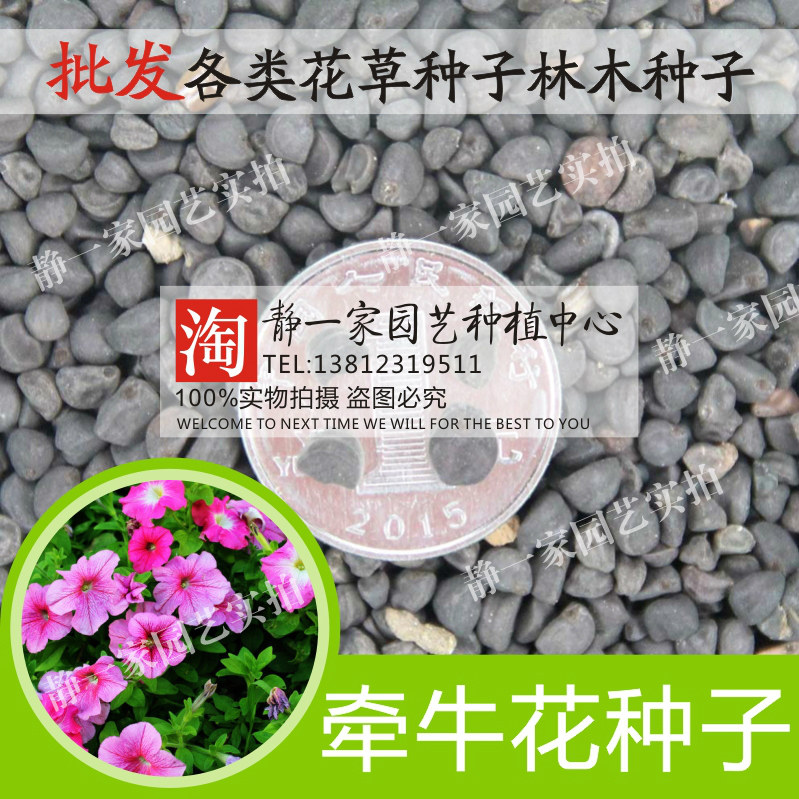 大牵牛花种子四季花卉种子爬藤喇叭花种子攀缘牵牛花矮牵牛花种子