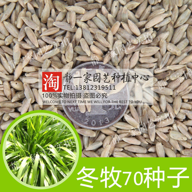 耐寒牧草种籽养殖四季多年生冬牧70黑麦草种籽四季常青草种子
