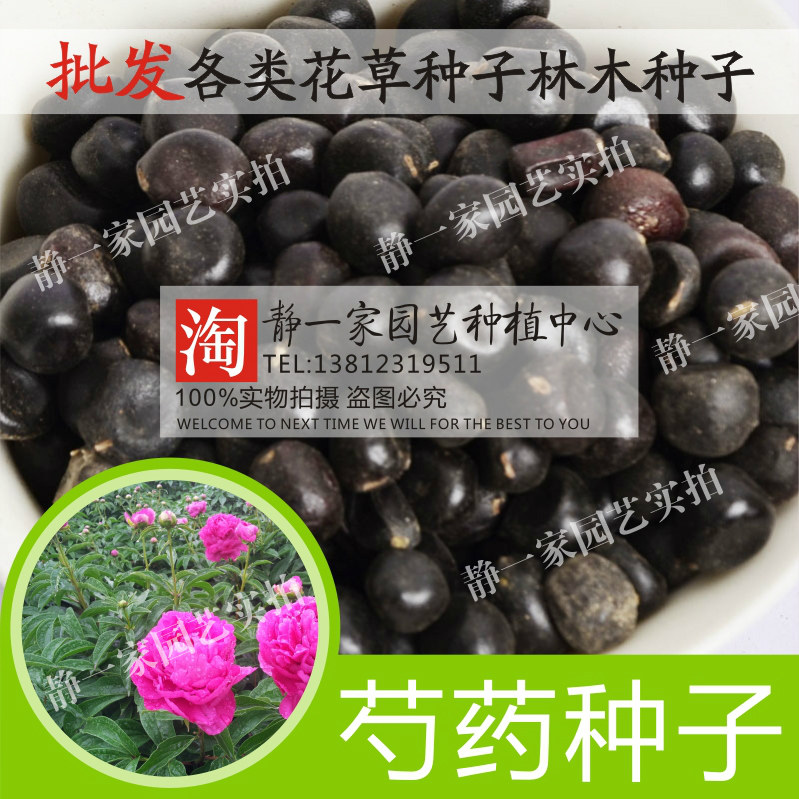 芍药种子批发 赤芍种子 白花芍药 青羊参 红药 白芍种子阳台盆栽