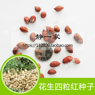 农家红皮花生米 新花生种子 四粒红花生种子 小粒花生仁鲁花花生