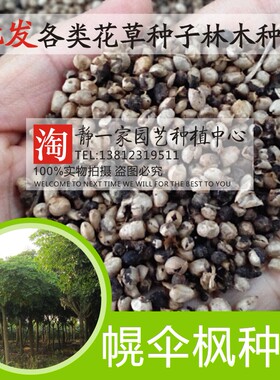 幸福树盆景植物种子
