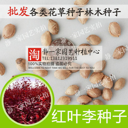 花卉工程绿化紫叶李林木种子