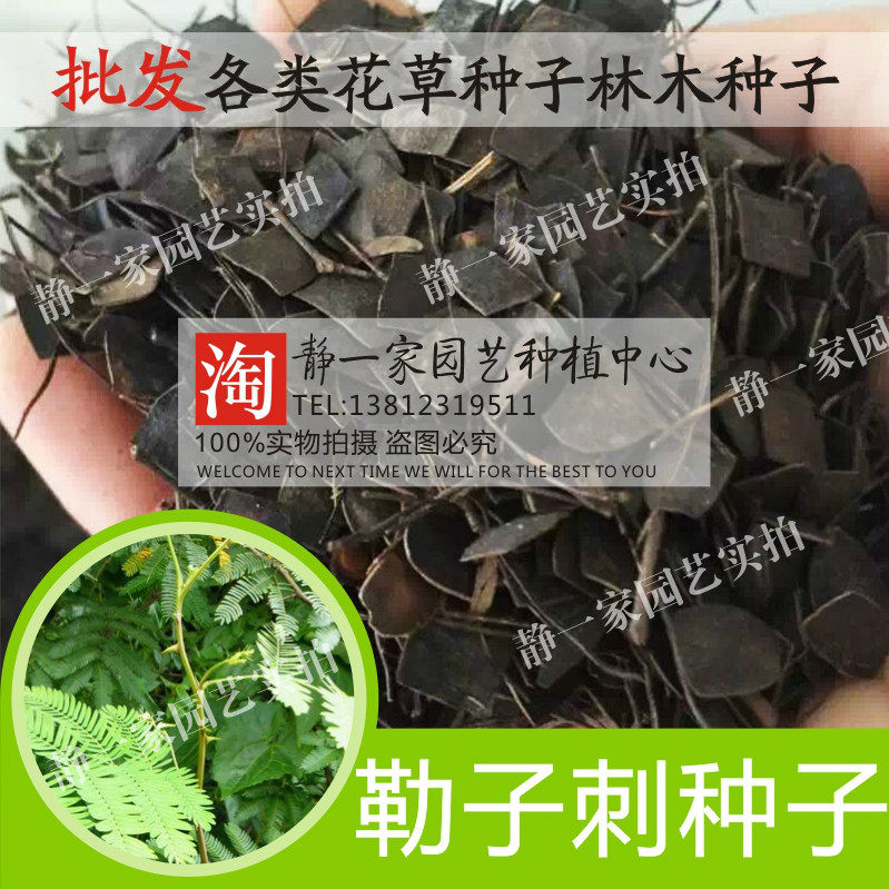 勒子刺种子批发 绿篱种子 带刺银合欢种子 勒篱树种子 绿篱笆种子