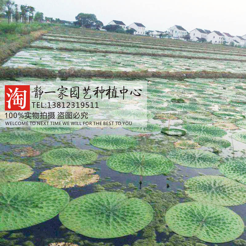 水生植物种子 芡实鸡头种子 鸡头米 芡实鸡头米 芡实种子 池塘
