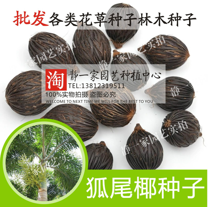 散装狐尾椰子种子千丝菩提原籽千丝果 狐狸椰子 二枝棕狐尾棕种子