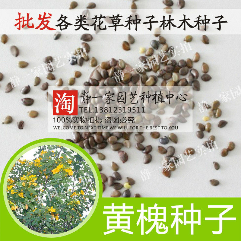 刺槐种子批发白花刺槐树种子紫穗槐 洋槐 黄花槐种子采蜜槐红花槐