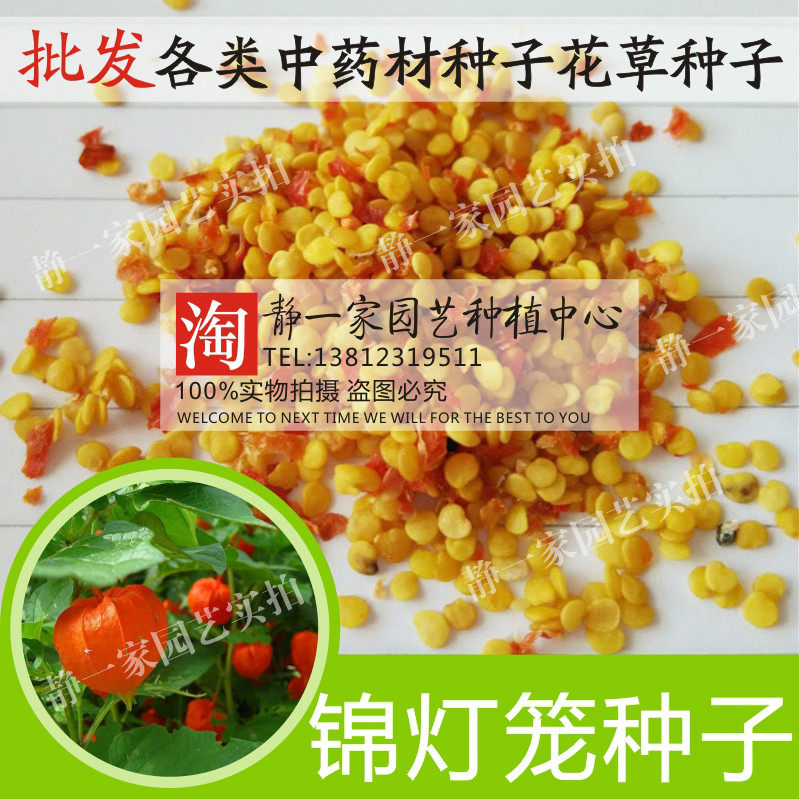 锦灯笼种子批发野生黄姑娘红灯笼水果洋红甜姑娘种子四季播水果种