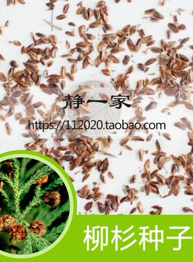 柳杉种子杉木种子水杉种子冷杉落羽杉种子刺杉速生杉树种子池杉籽