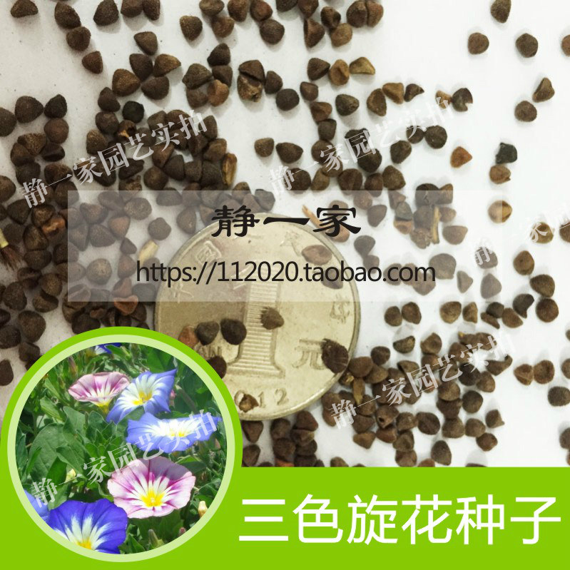 三色旋花种子批发爬藤草本花卉种子庭院阳台盆栽绿植春夏季播四季