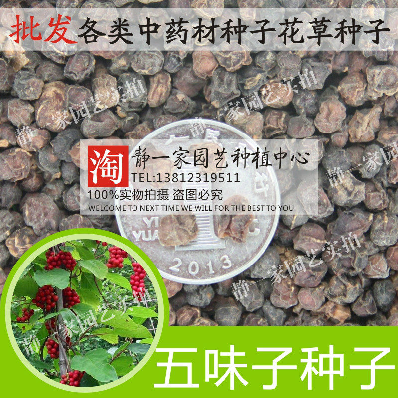 散装五味子种子批发五梅子山花椒壮味种子可泡酒玄及华中五味子