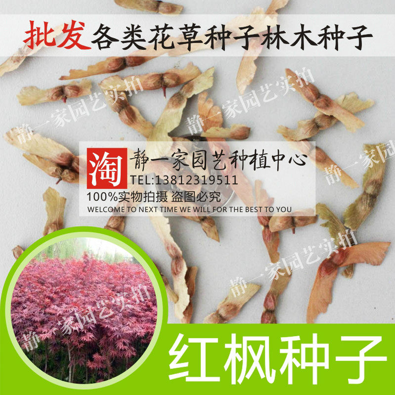 红枫种子批发 进口美国红枫种子 中国红枫种子 日本红枫种子包邮