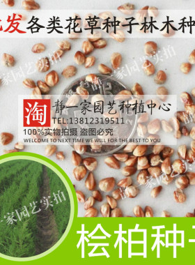 散装桧柏种子批发 圆柏 塔柏蜀桧柏侩柏 北京桧柏 河南桧种子刺柏