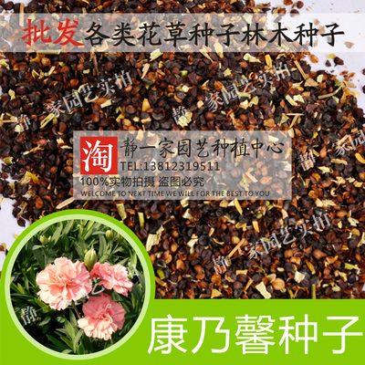 康乃馨易活植物阳台盆栽花种籽